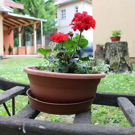 Strigonia *