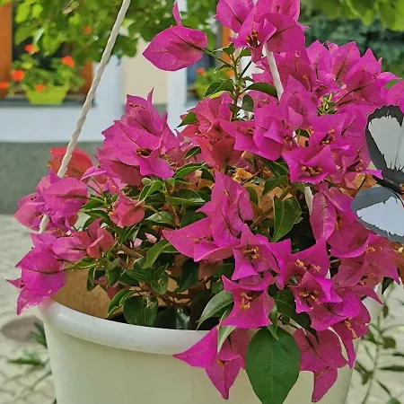 Strigonia Apartmán Ostřihom